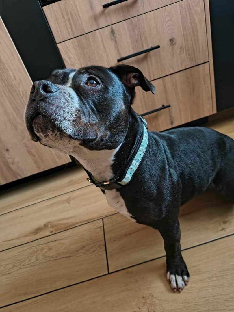 oncille collier pour chien artisanale