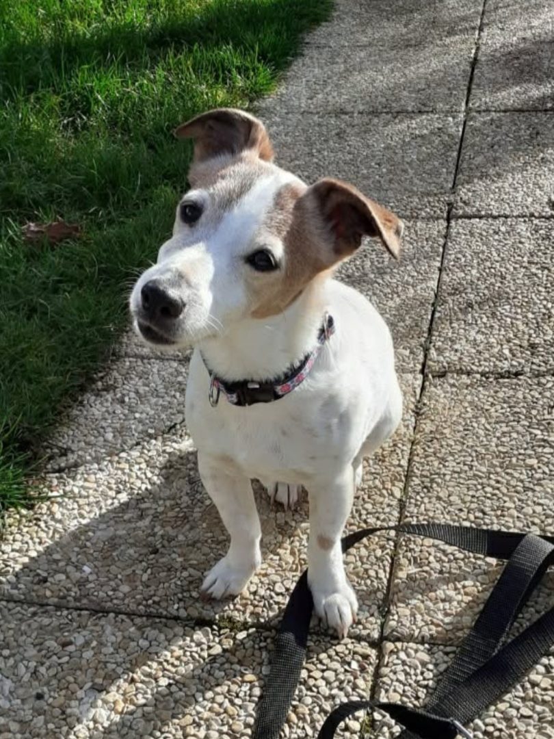 oncille collier pour petit chien artisanal